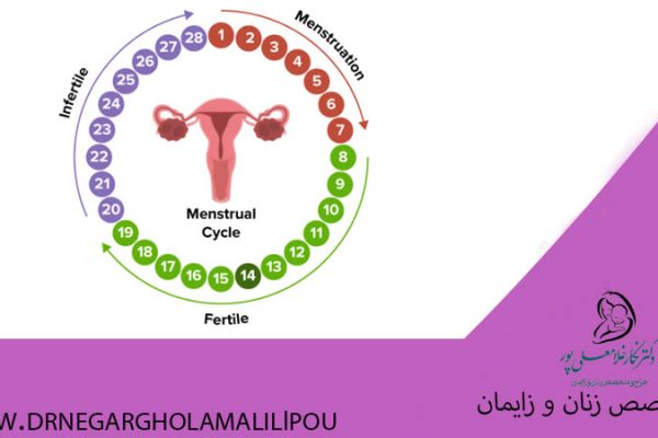چرخه تخمک‌گذاری و احتمال بارداری